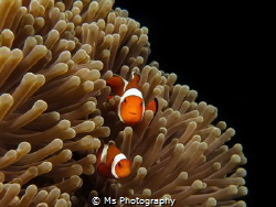 Everyone loves clownfish <3 I was able to spent nearly 10... by Ms Photography 